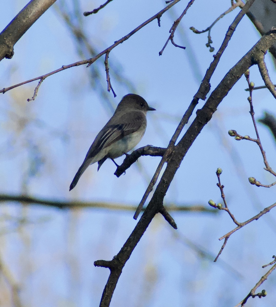 Eastern Phoebe - ML616162786