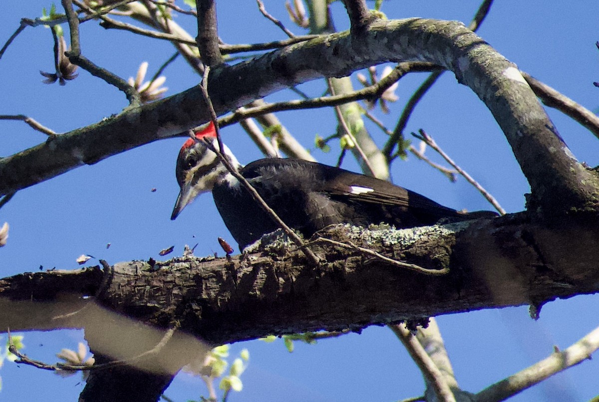 Pileated Woodpecker - ML616162822