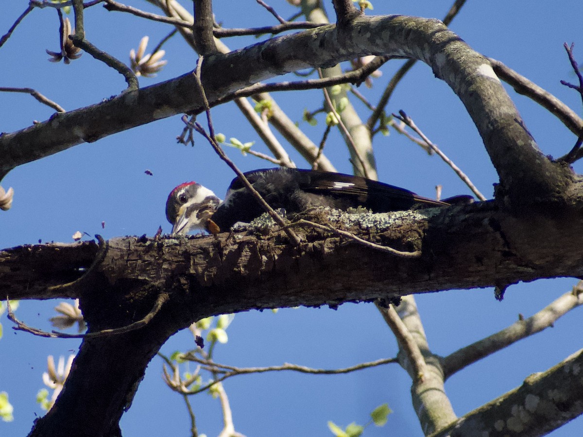 Pileated Woodpecker - ML616162823