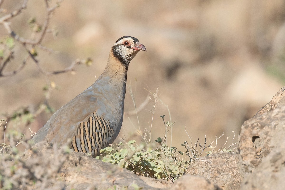 Arabian Partridge - Chris Venetz | Ornis Birding Expeditions