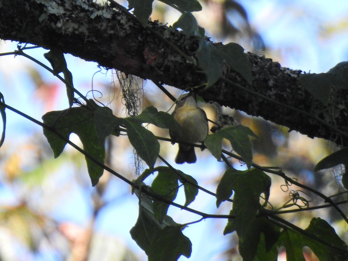 Black-throated Blue Warbler - Heath Harlan