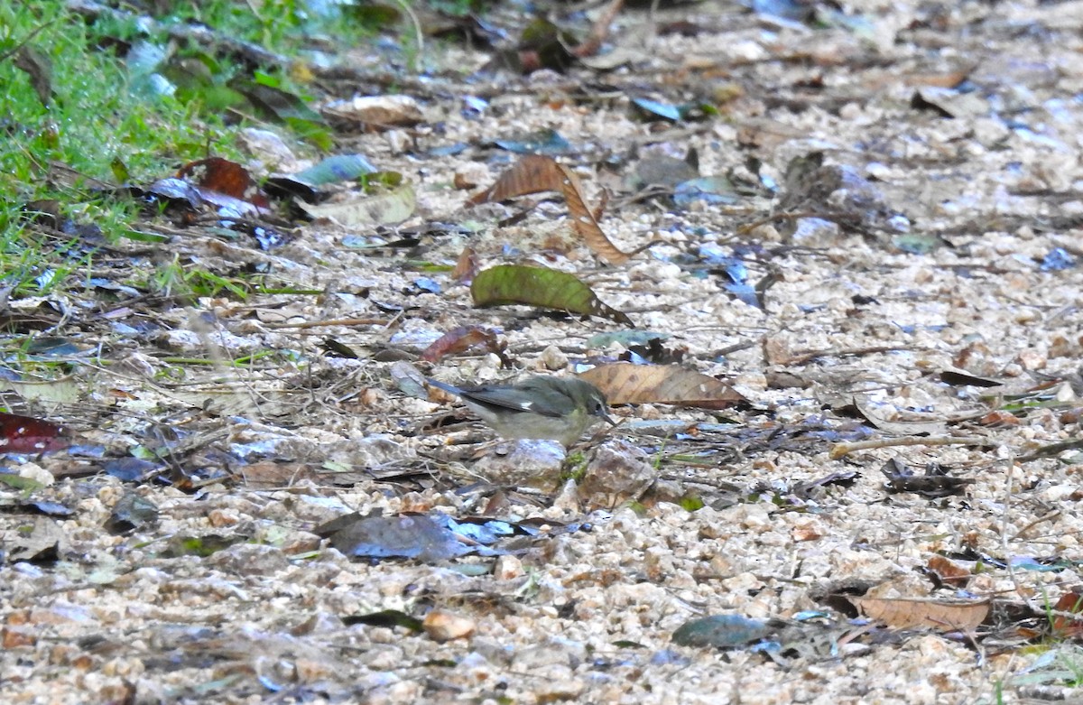 Black-throated Blue Warbler - Heath Harlan