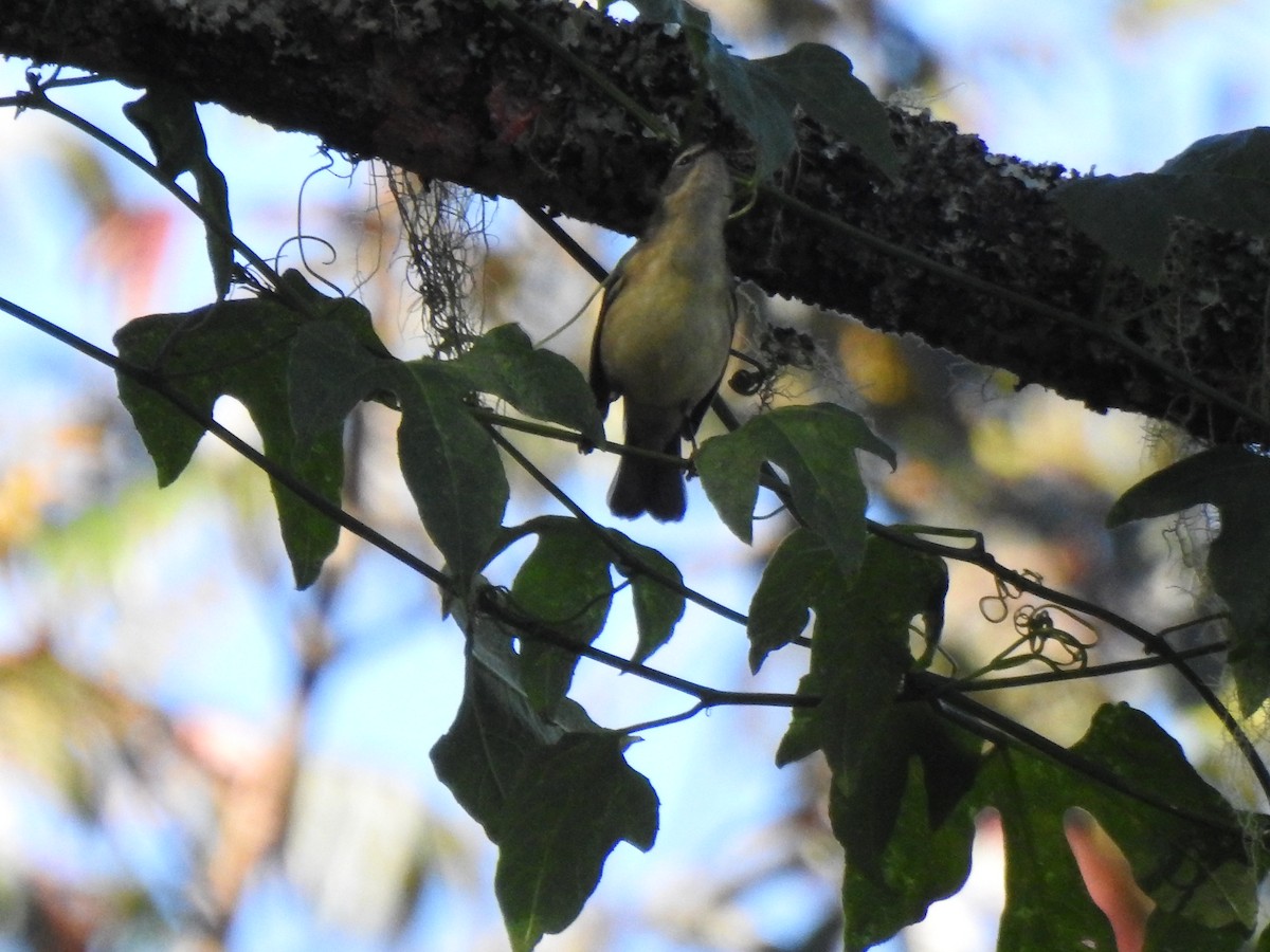 Black-throated Blue Warbler - Heath Harlan