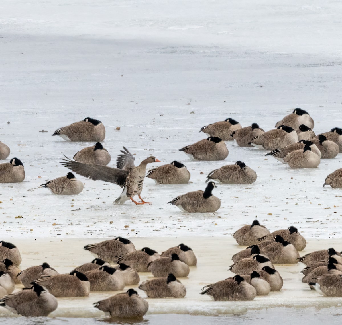 Greater White-fronted Goose - Claude Garand