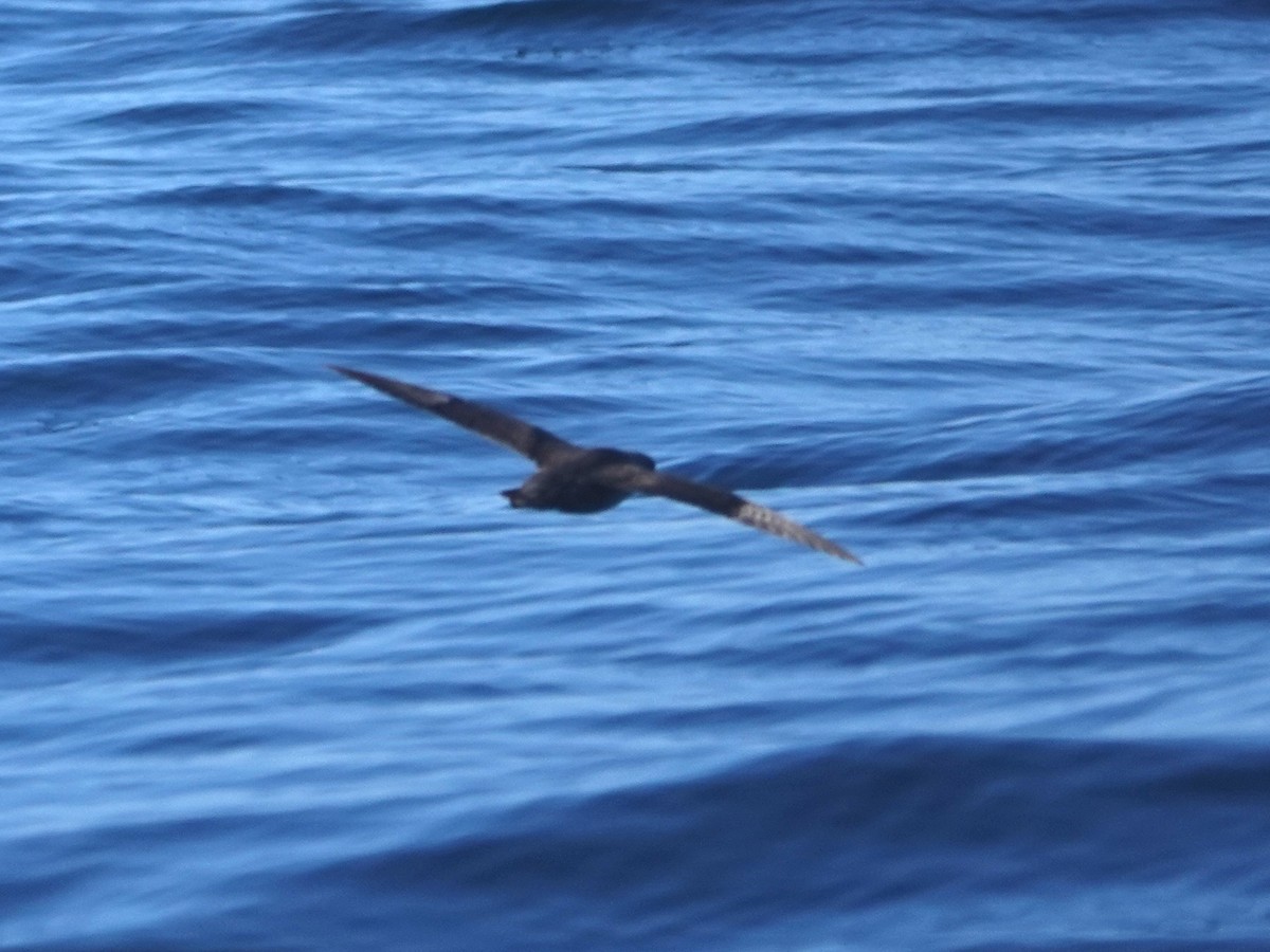 Northern Fulmar - ML616163004