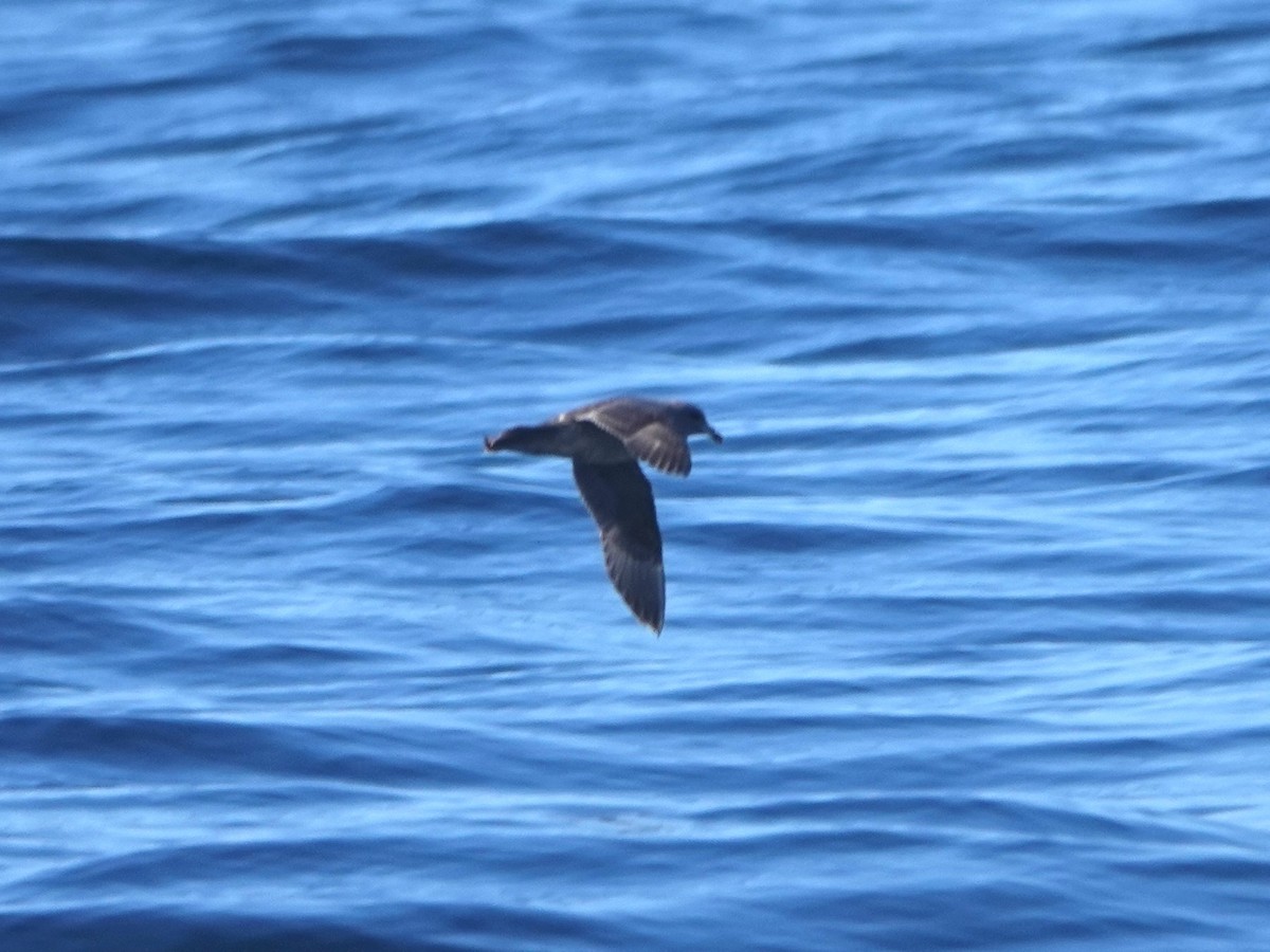 Fulmar boréal - ML616163006