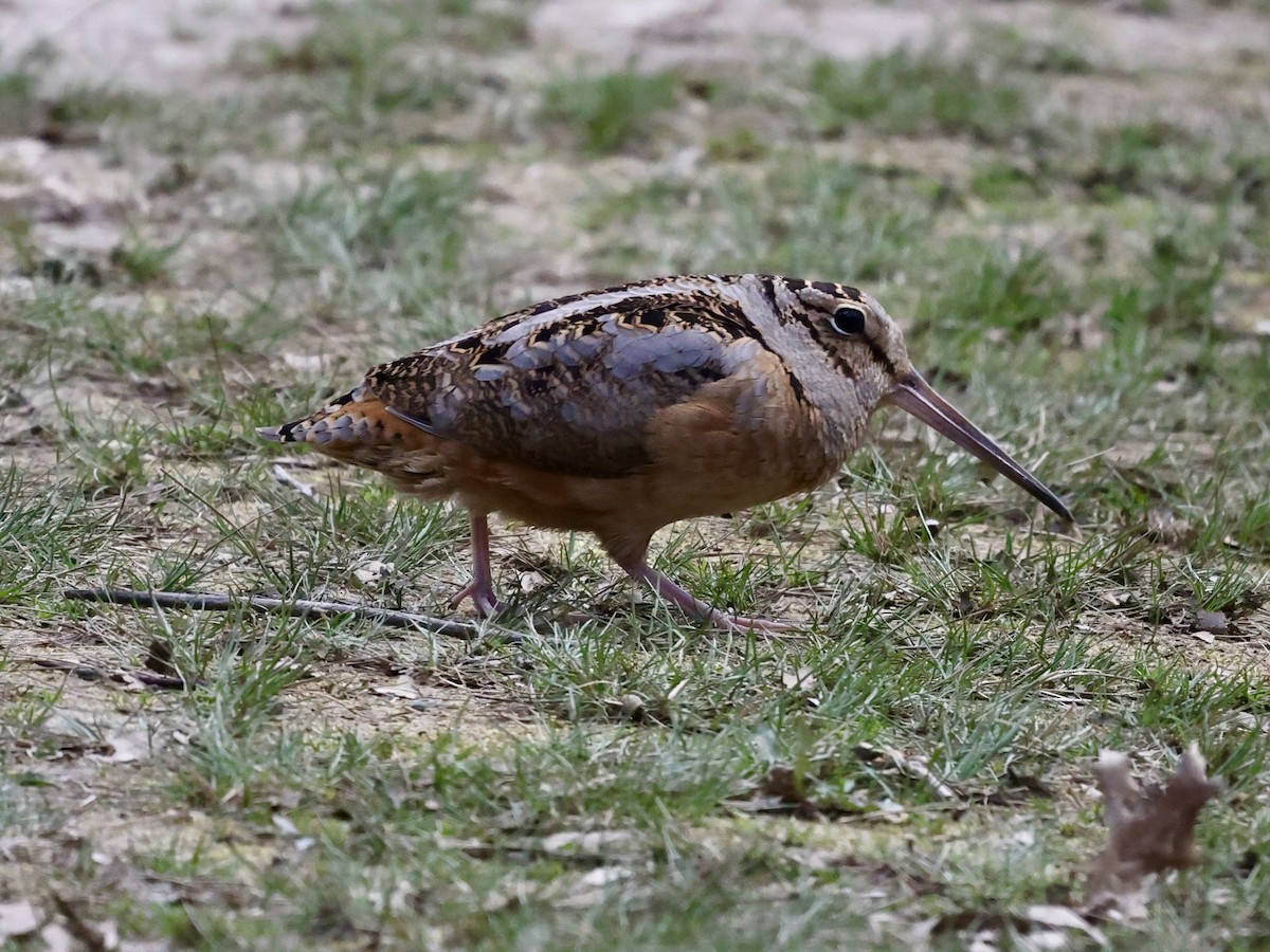 American Woodcock - ML616163016