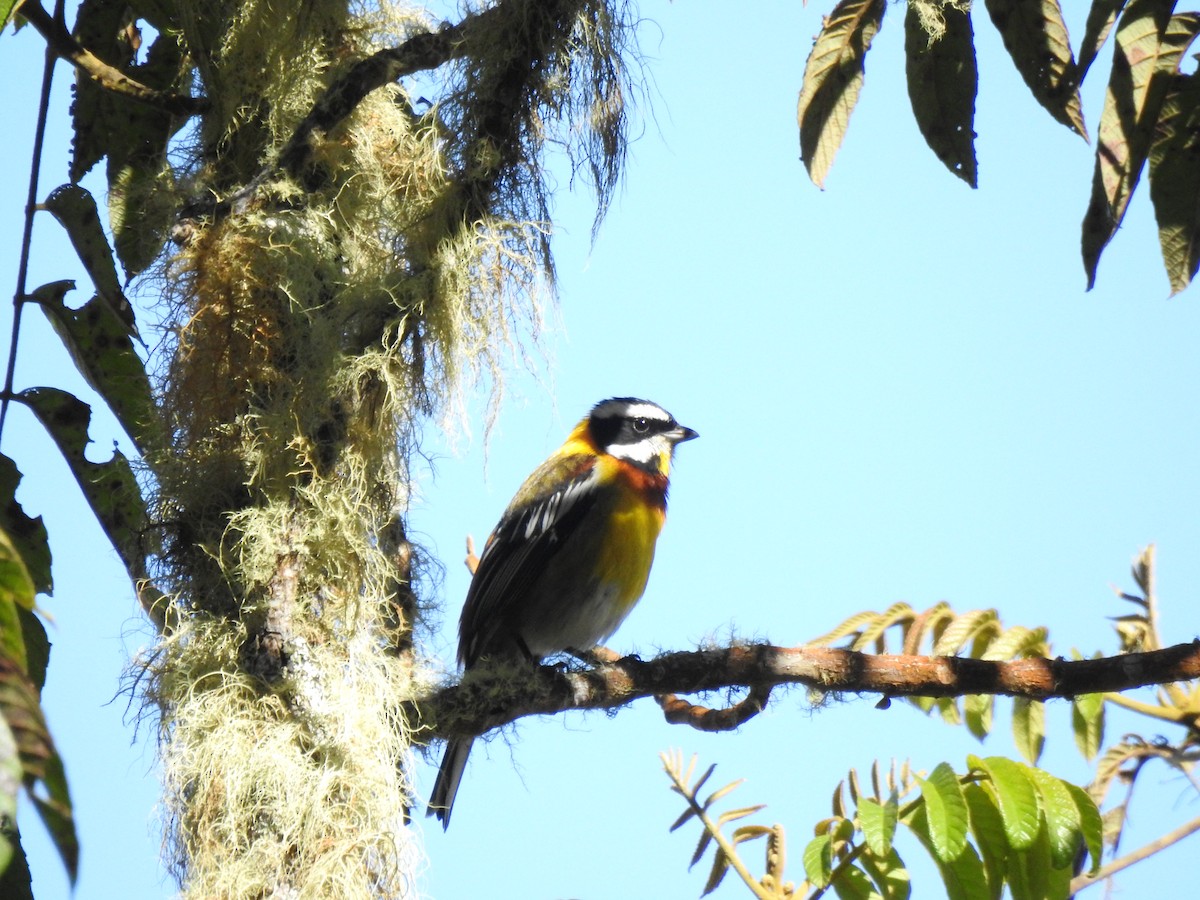 Hispaniolan Spindalis - Heath Harlan