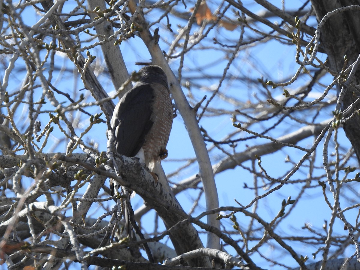 Cooper's Hawk - ML616163098