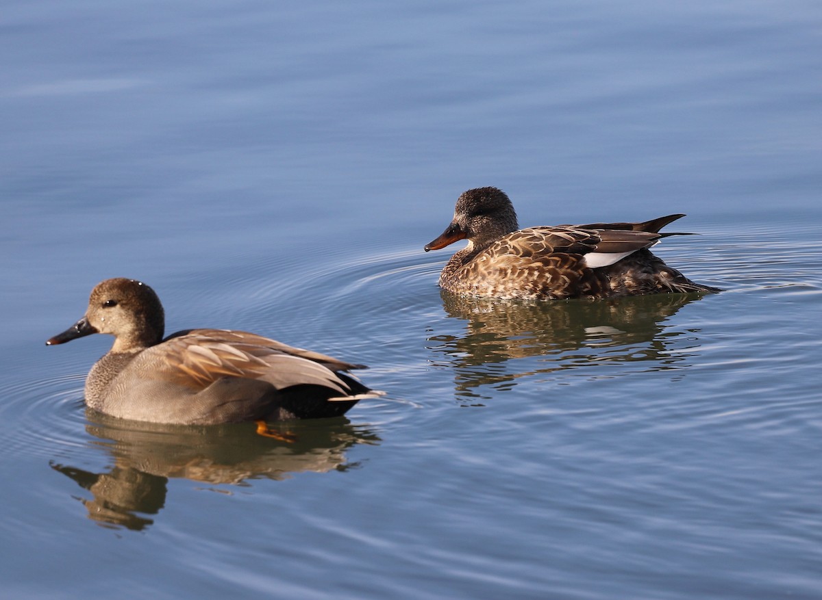 Бор нугас - ML616163164