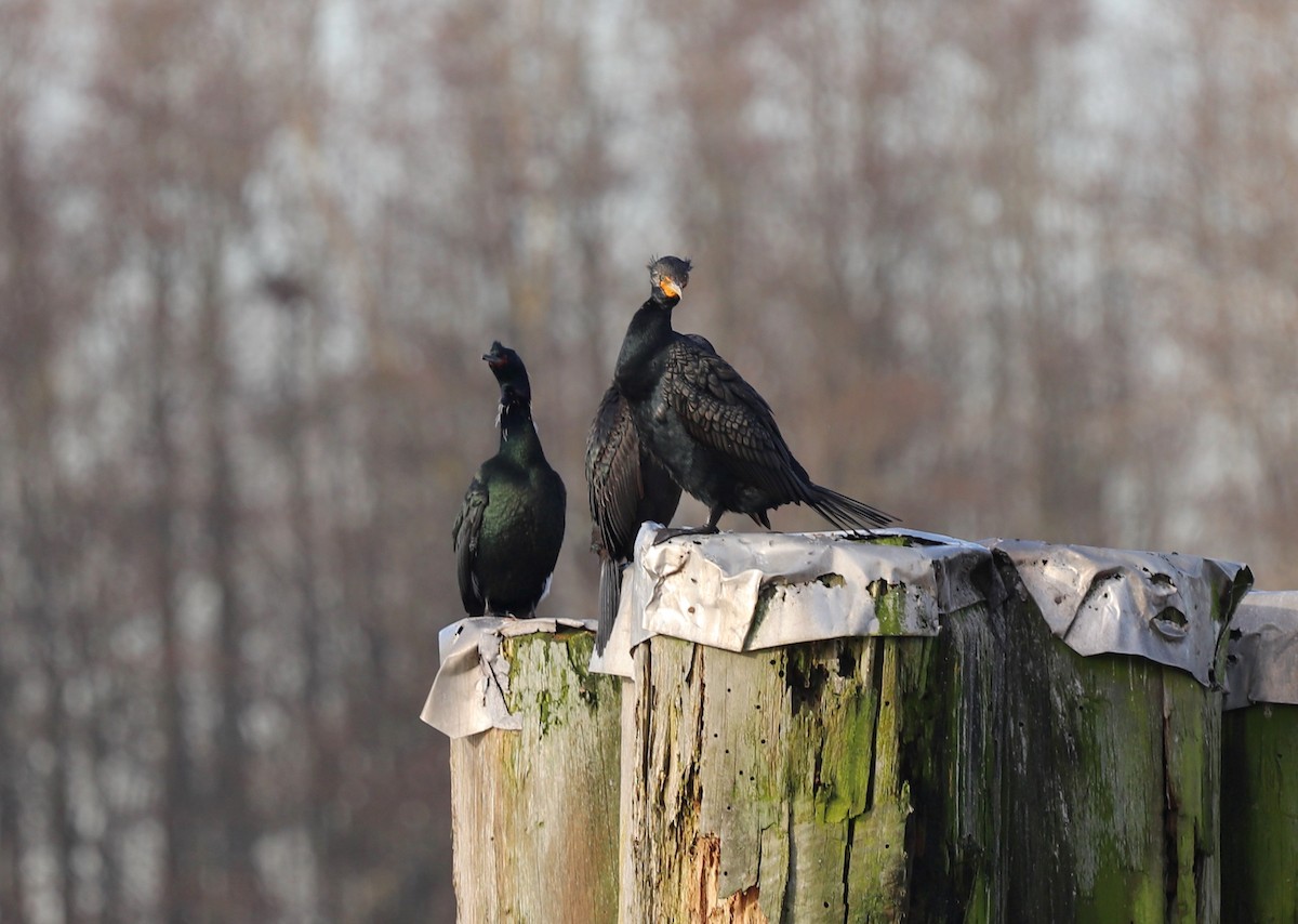 Pelagic Cormorant - ML616163166