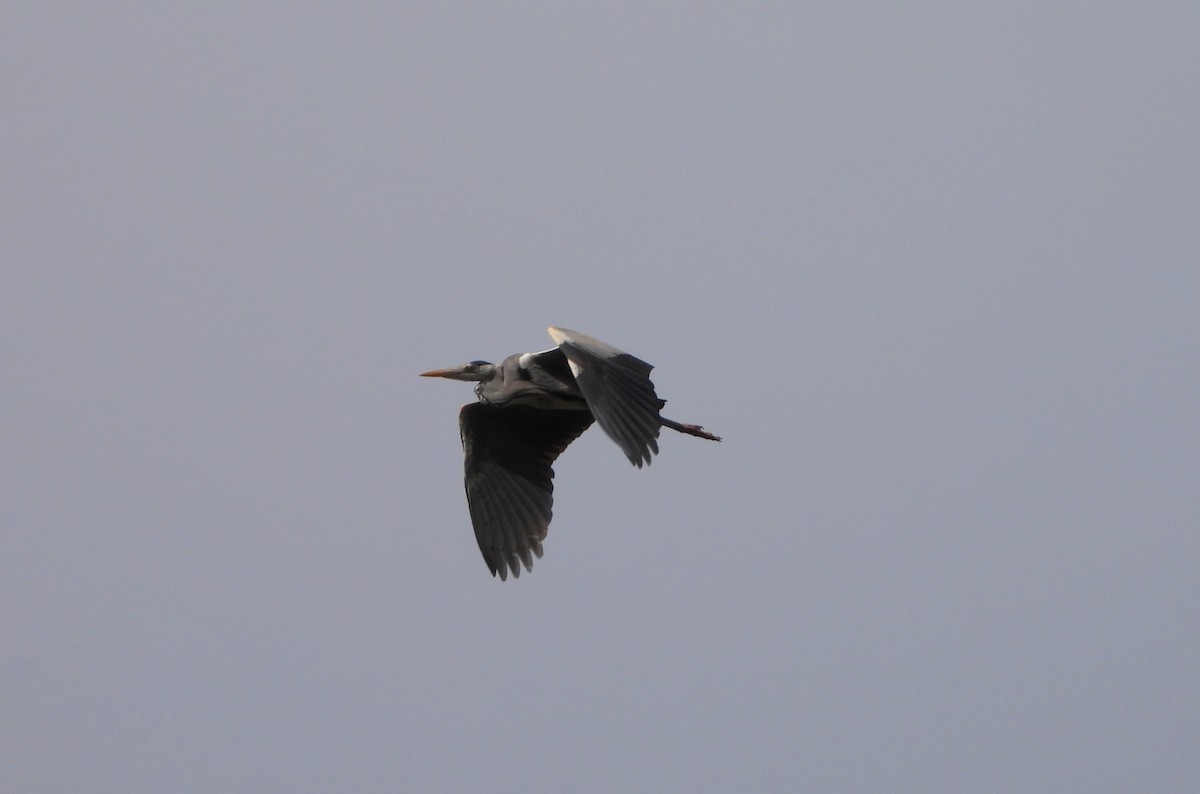 Gray Heron - ML616163300