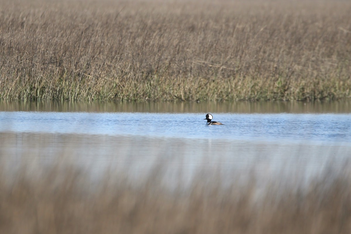 Hooded Merganser - ML616163314