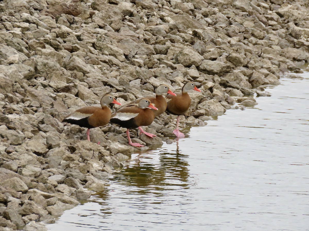 Black-bellied Whistling-Duck - ML616163319