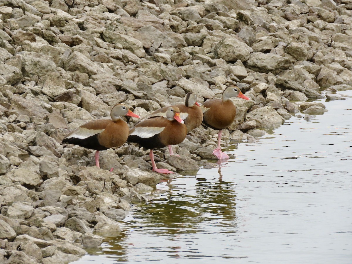 Black-bellied Whistling-Duck - ML616163320