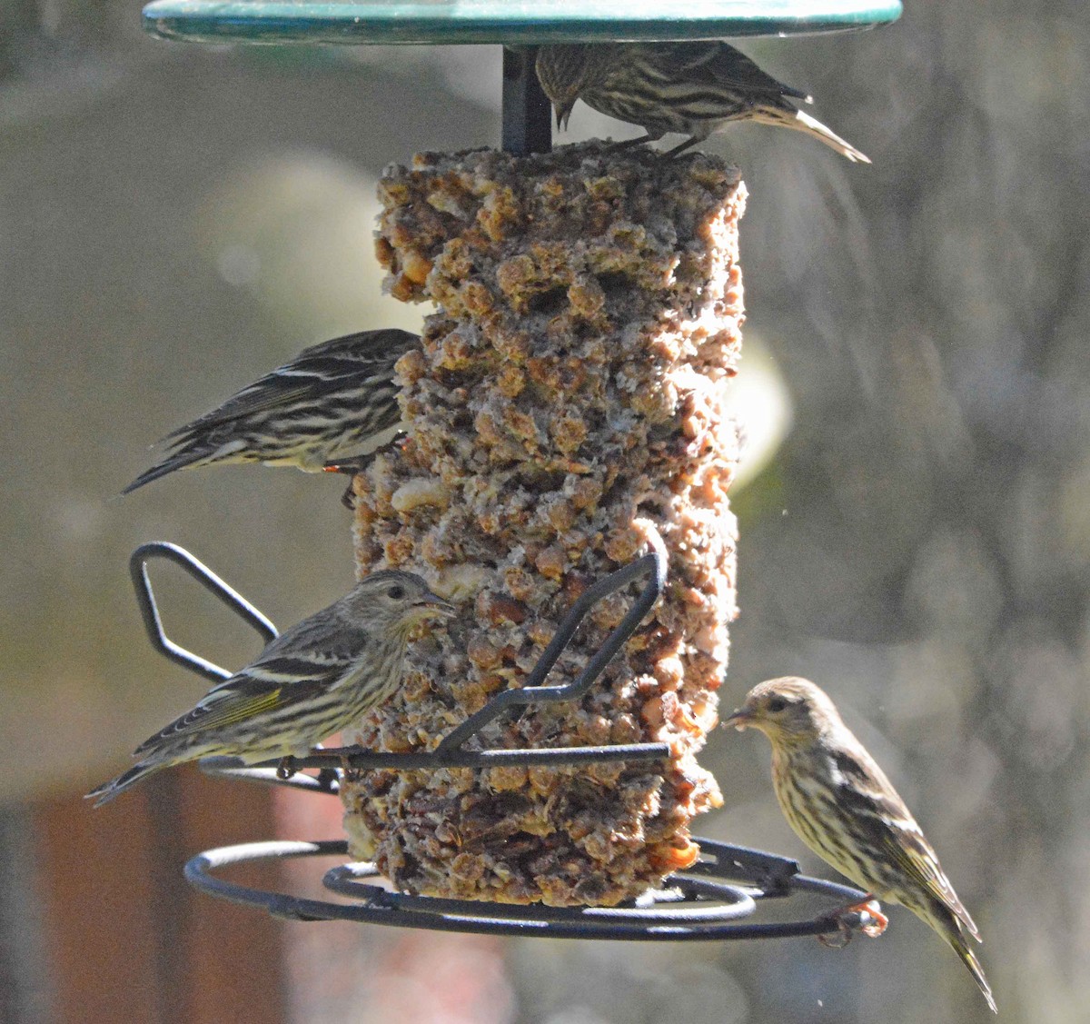 Pine Siskin - Philip Frazer