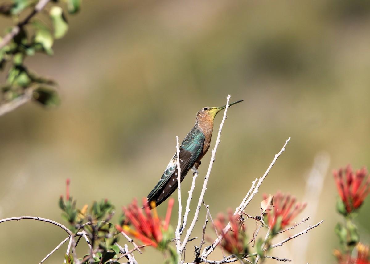 Giant Hummingbird - ML616163409