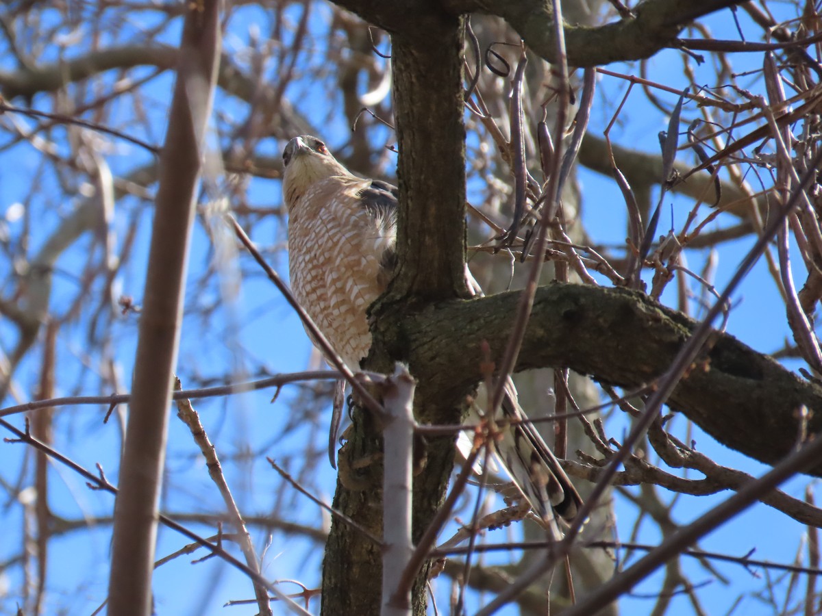 Cooper's Hawk - ML616163426