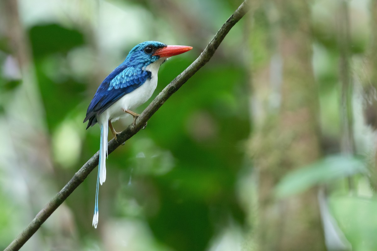 Biak Paradise-Kingfisher - Chris Venetz | Ornis Birding Expeditions