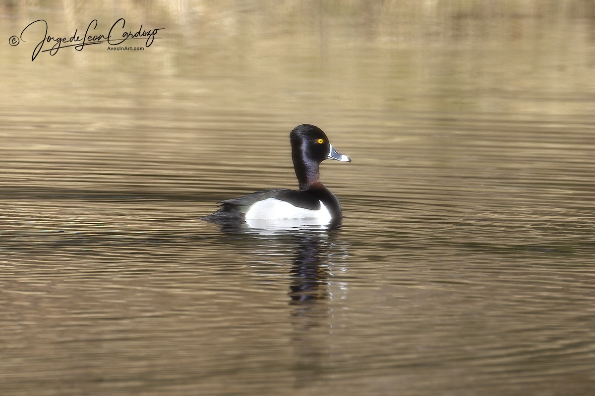 Ring-necked Duck - ML616163526