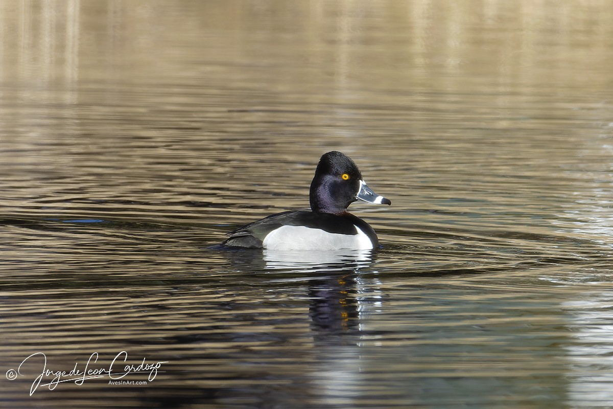 Ring-necked Duck - ML616163527