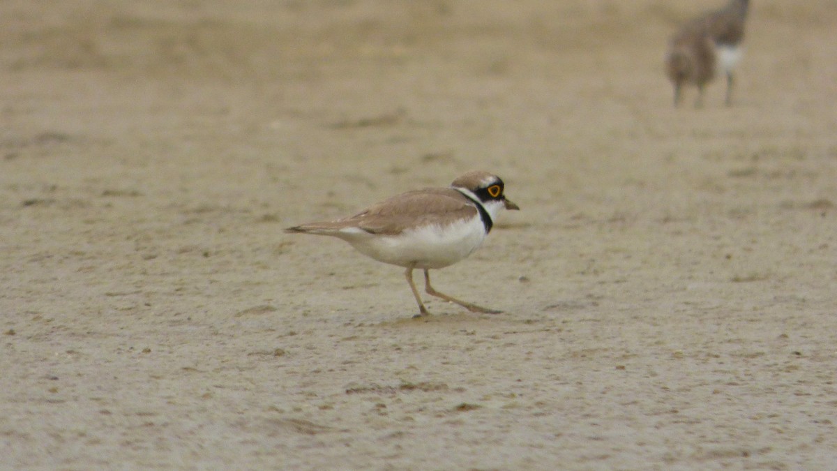 Little Ringed Plover - ML616163635