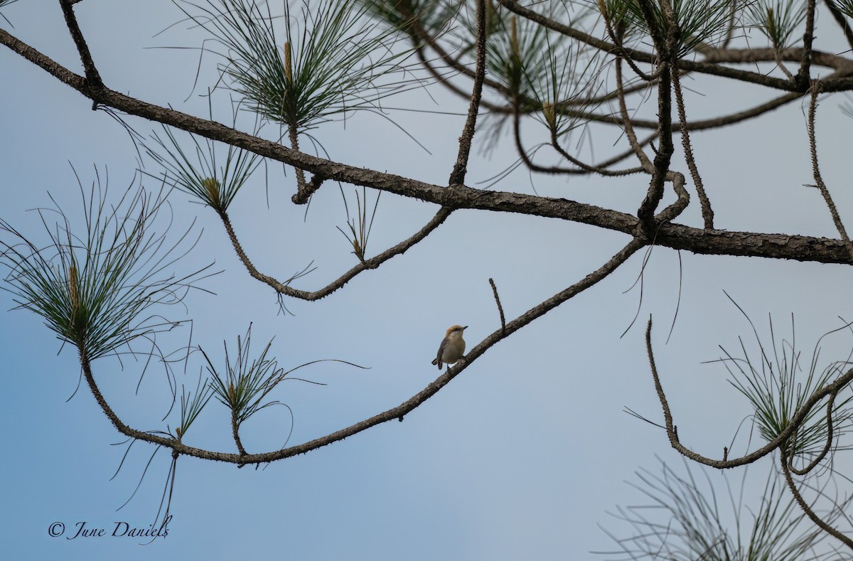 Brown-headed Nuthatch - June and Gary Daniels