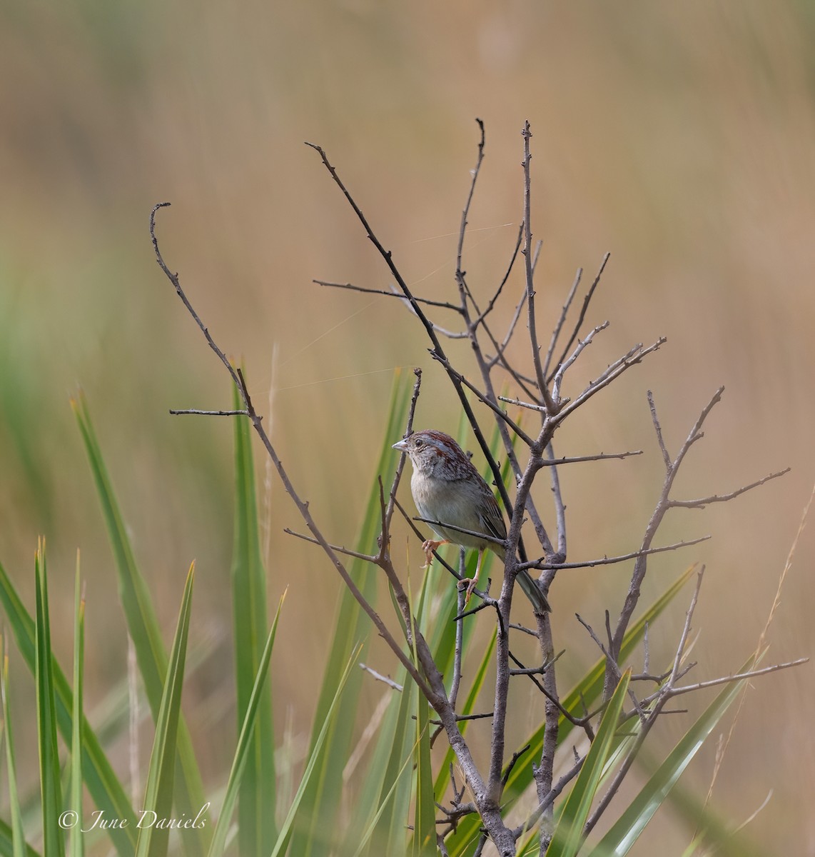 Bachman's Sparrow - June and Gary Daniels