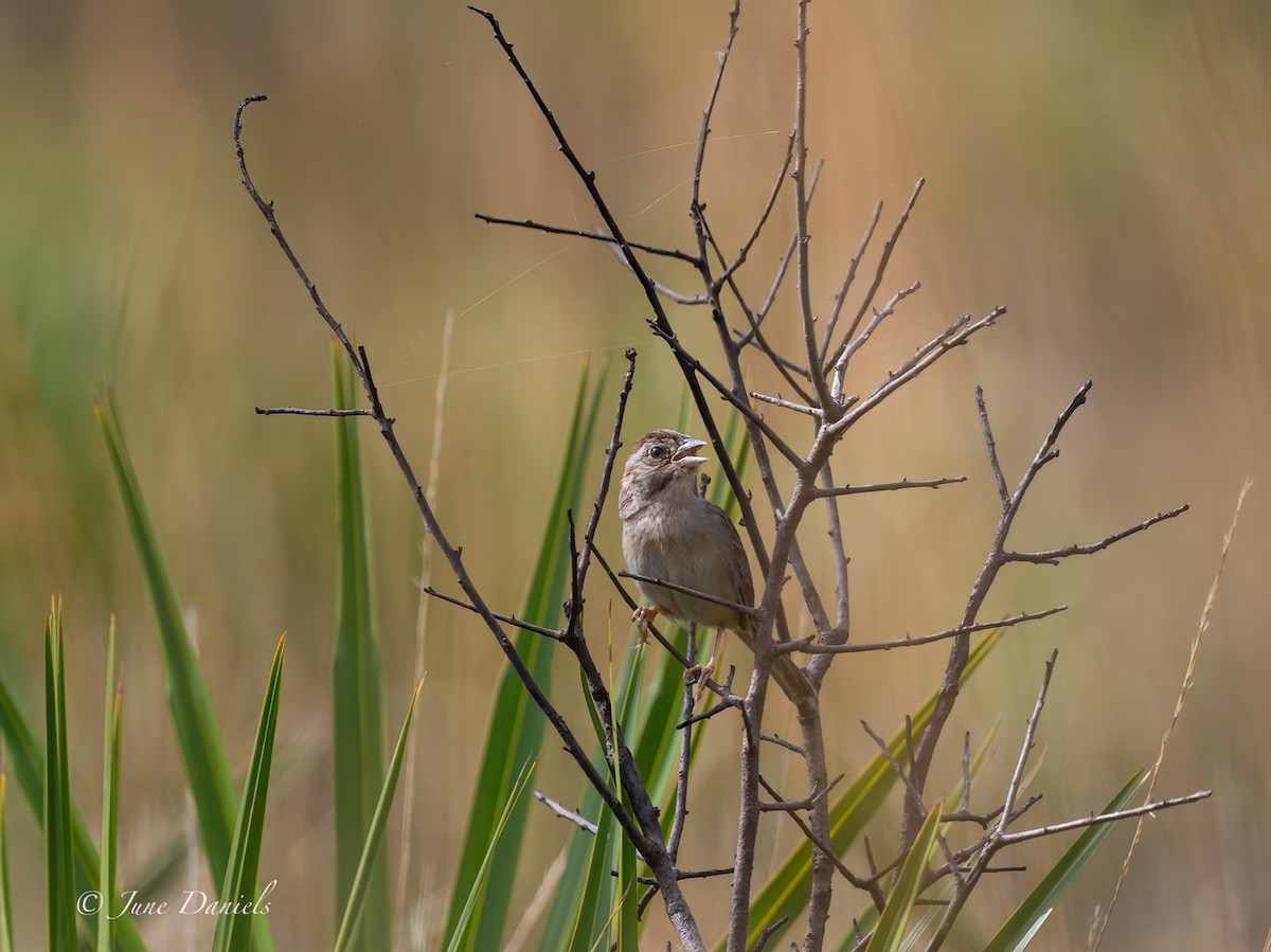 Bachman's Sparrow - June and Gary Daniels