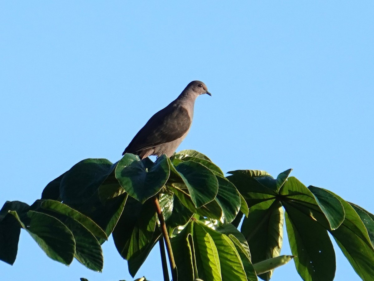 Plumbeous Pigeon - ML616163717