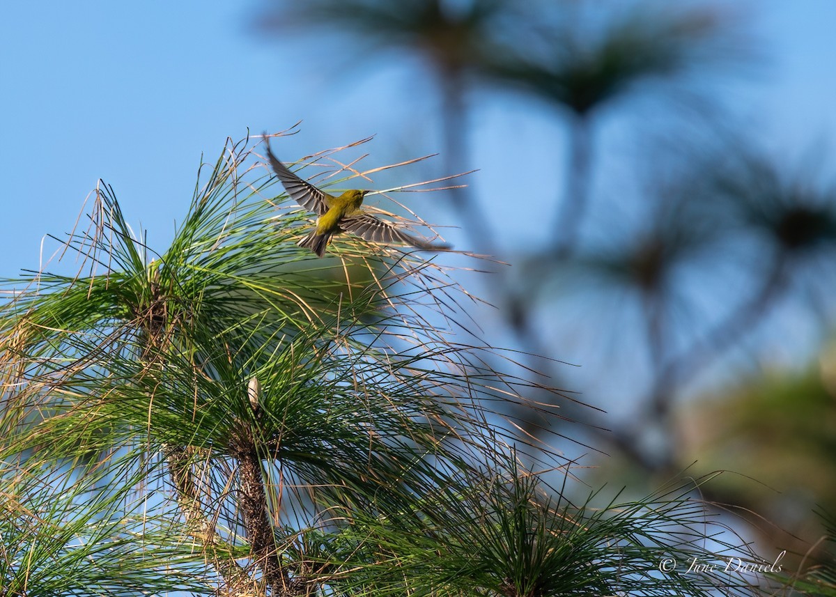 Pine Warbler - June and Gary Daniels