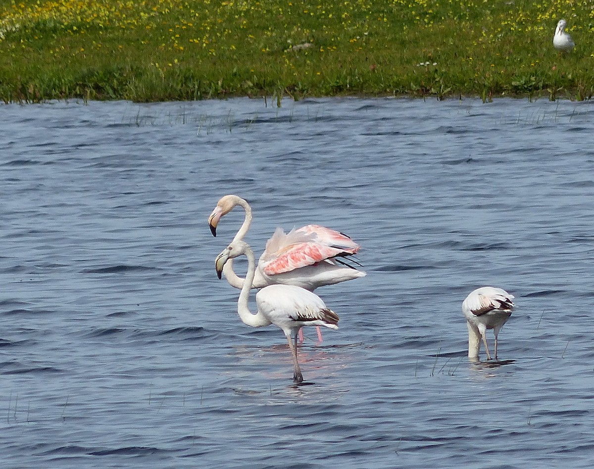 Greater Flamingo - Carmen PA