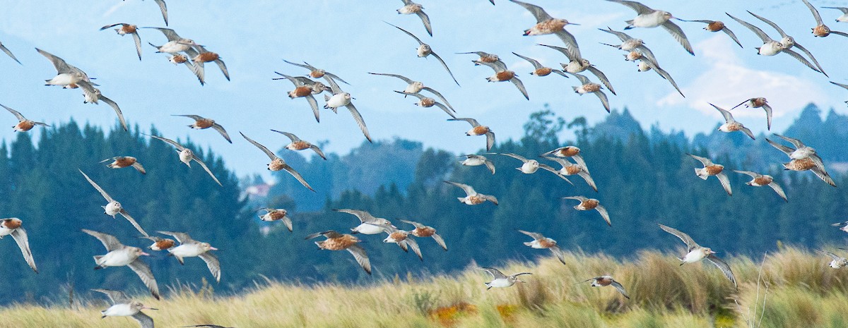 Red Knot - Paul  Griffiths