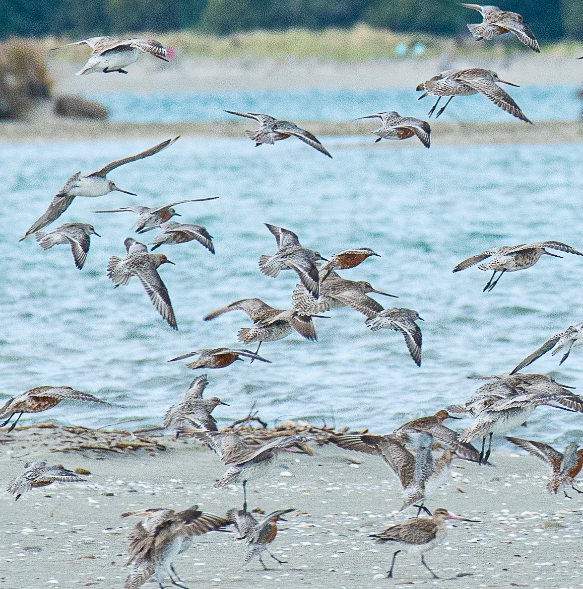 Red Knot - Paul  Griffiths