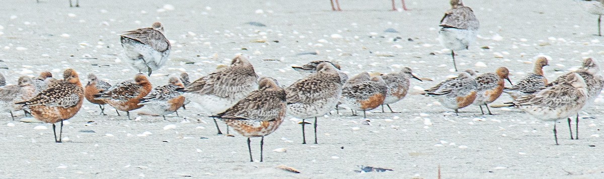 Red Knot - ML616163785