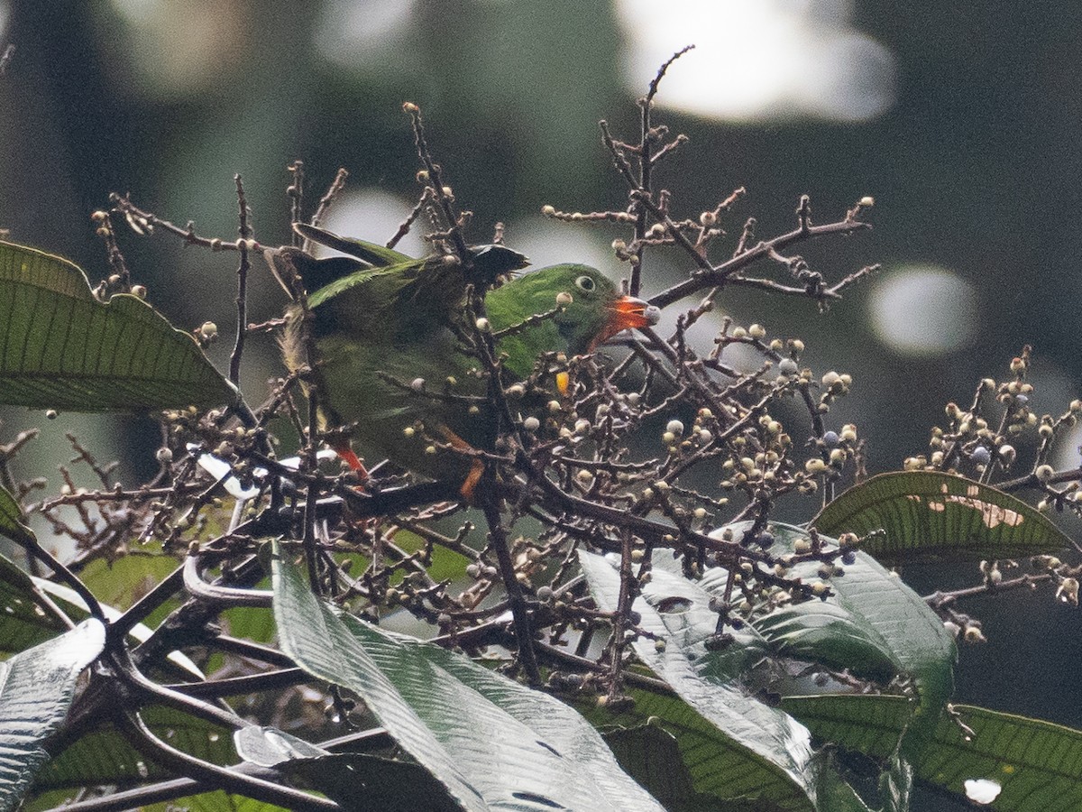 Fiery-throated Fruiteater - Chris Fischer