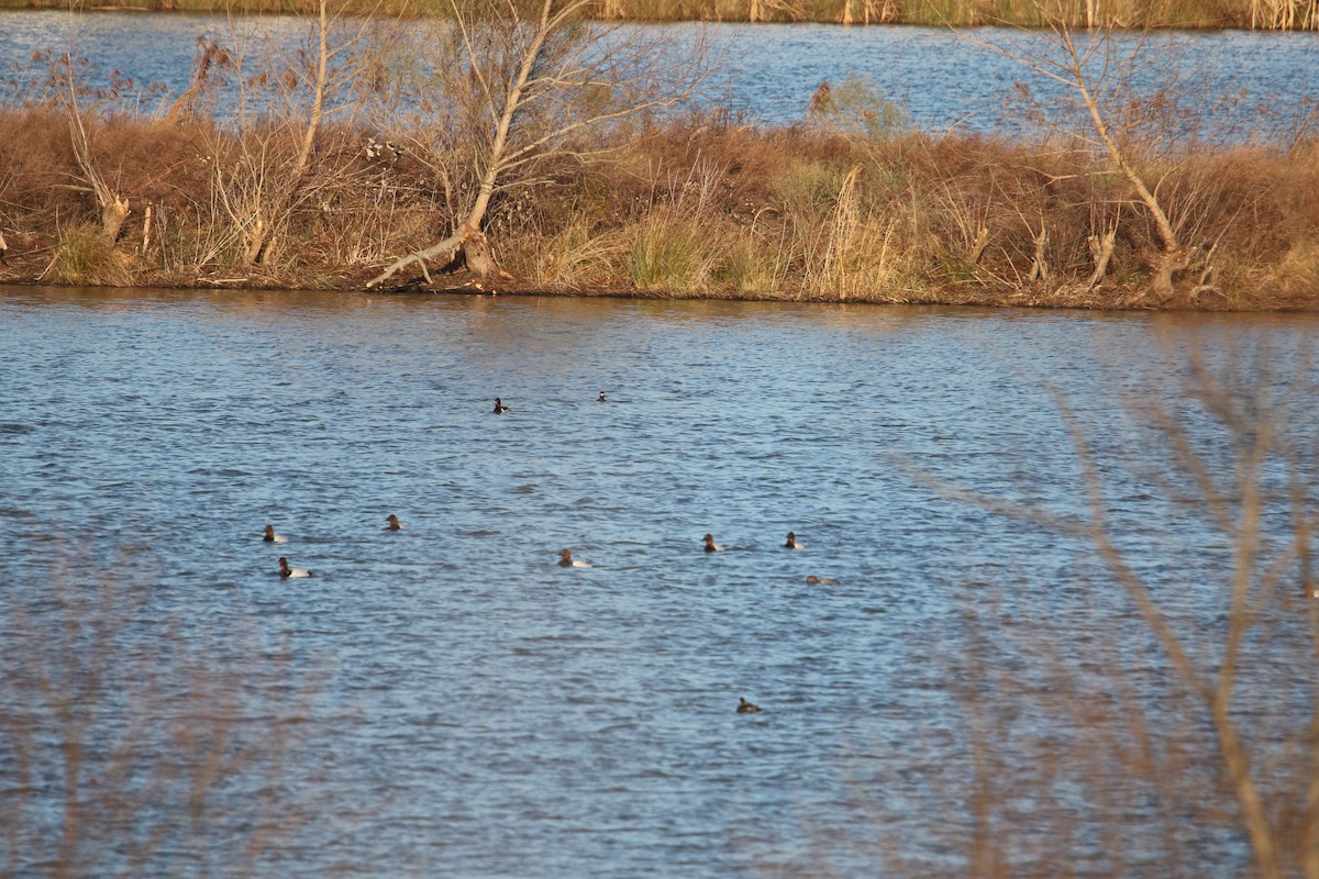 Canvasback - ML616163799