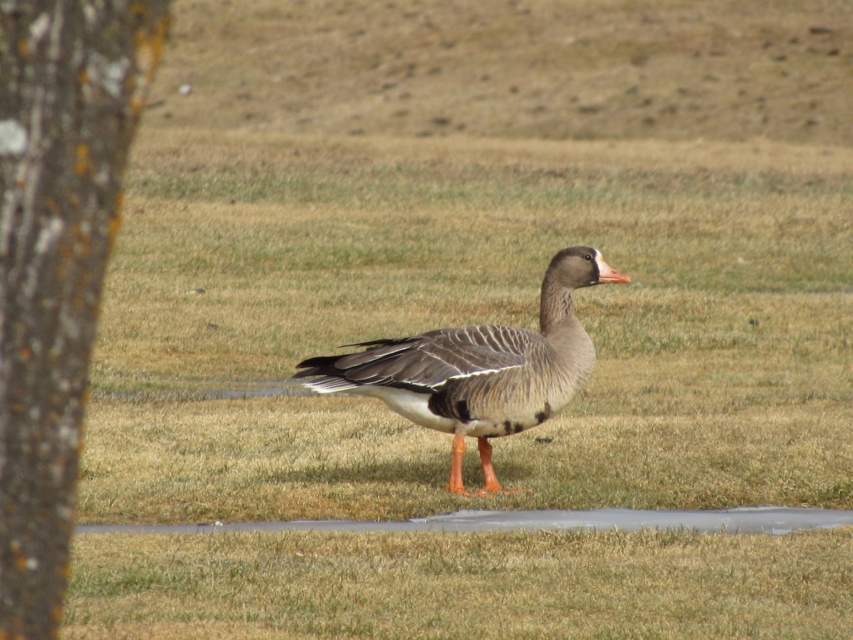 Greater White-fronted Goose - Emily Palahnuk