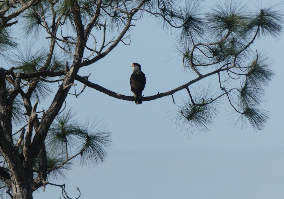 Caracara huppé - ML616163945