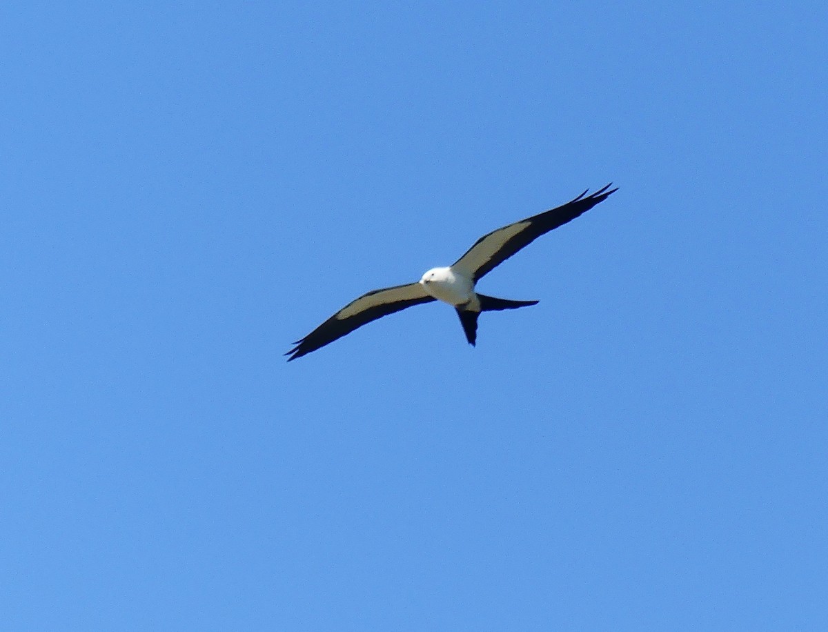 Swallow-tailed Kite - David Goodwin