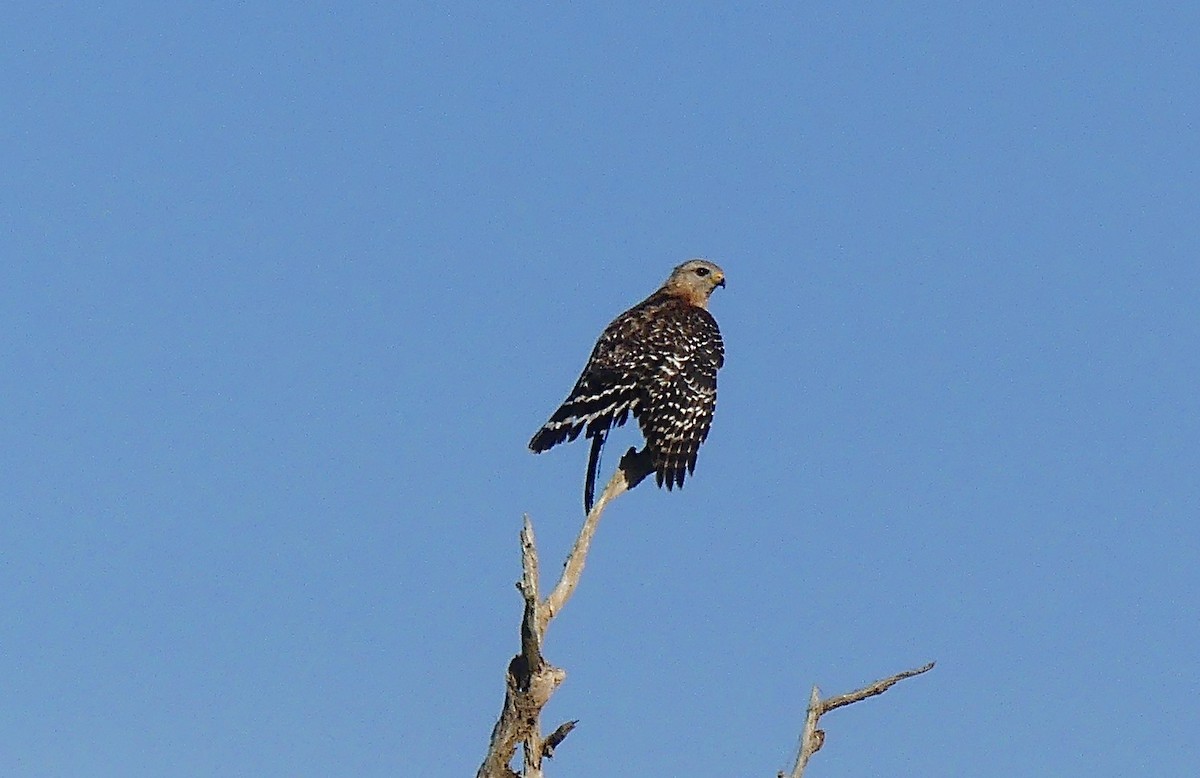 Red-shouldered Hawk - ML616164017