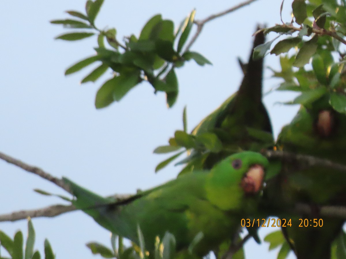 Aratinga Verde - ML616164040