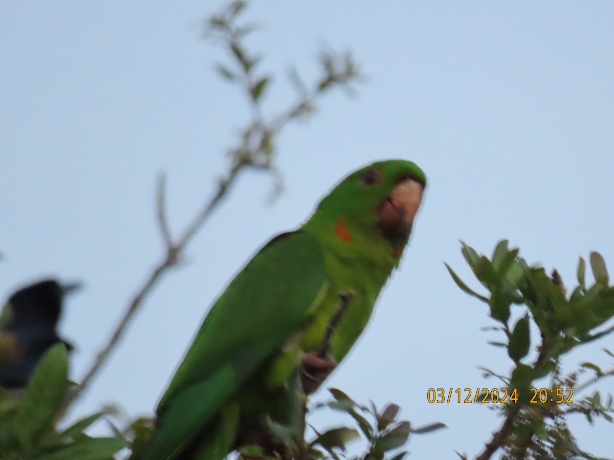 Green Parakeet - ML616164041