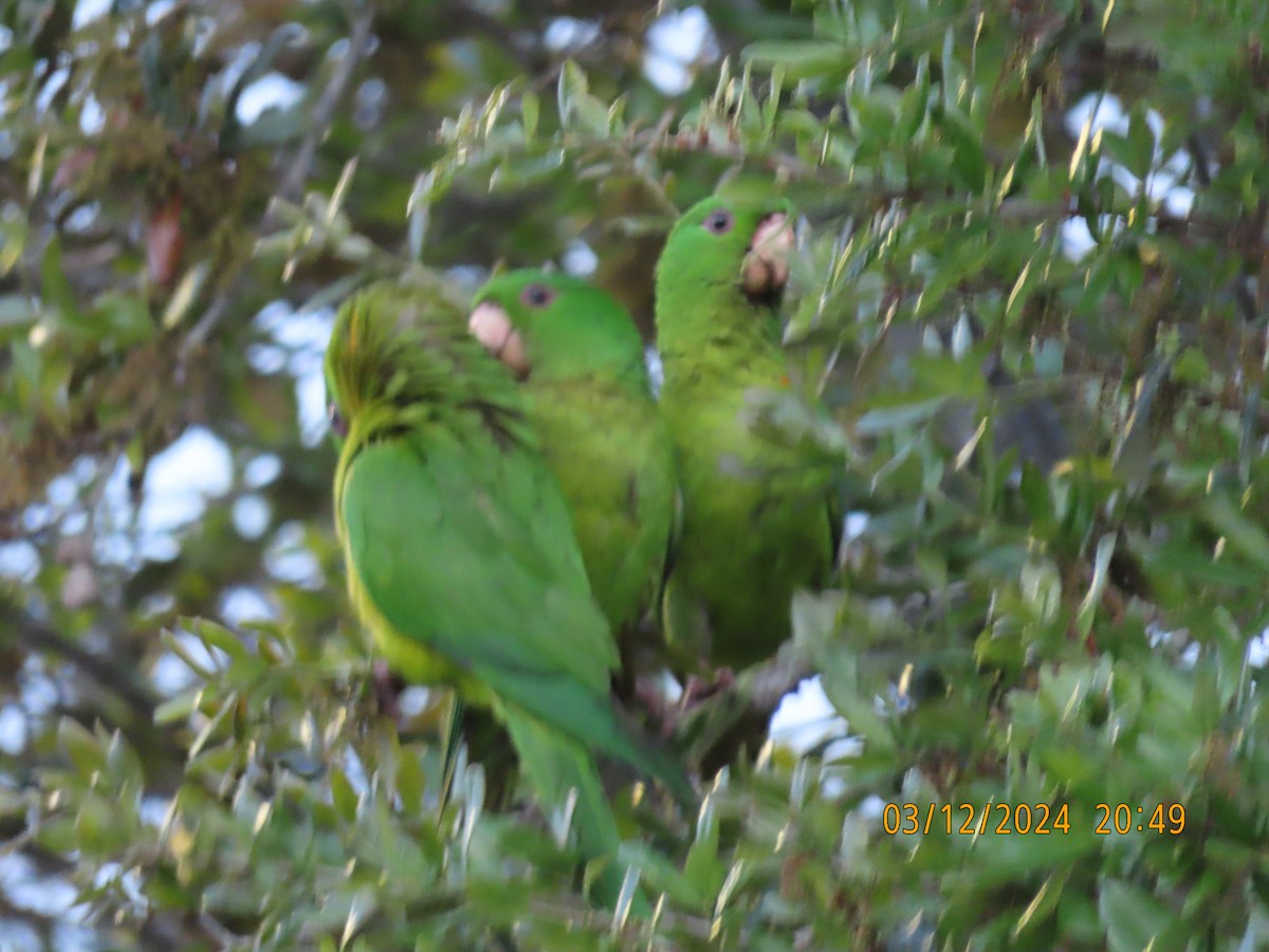 Green Parakeet - ML616164047