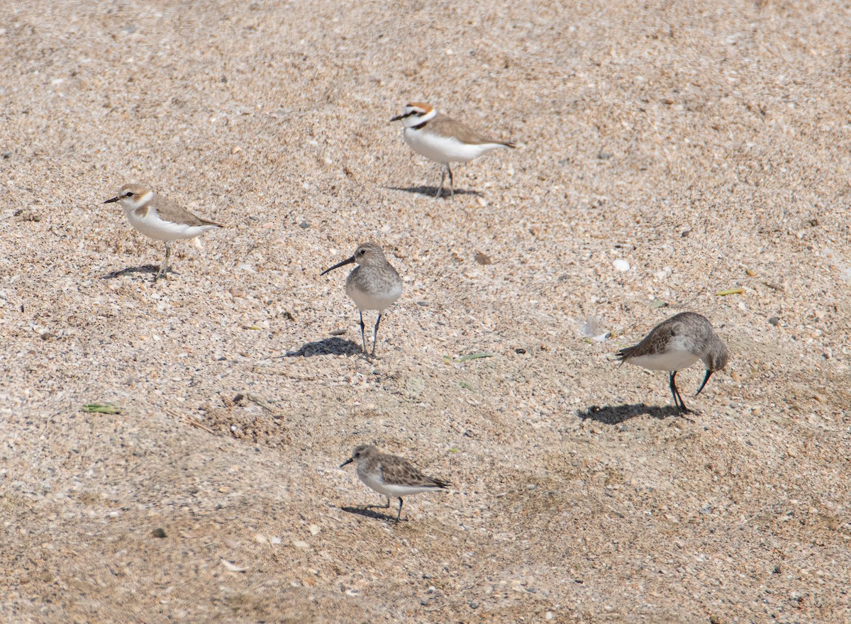 Kentish Plover - ML616164072