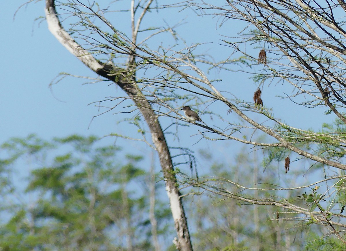 Eastern Phoebe - ML616164084