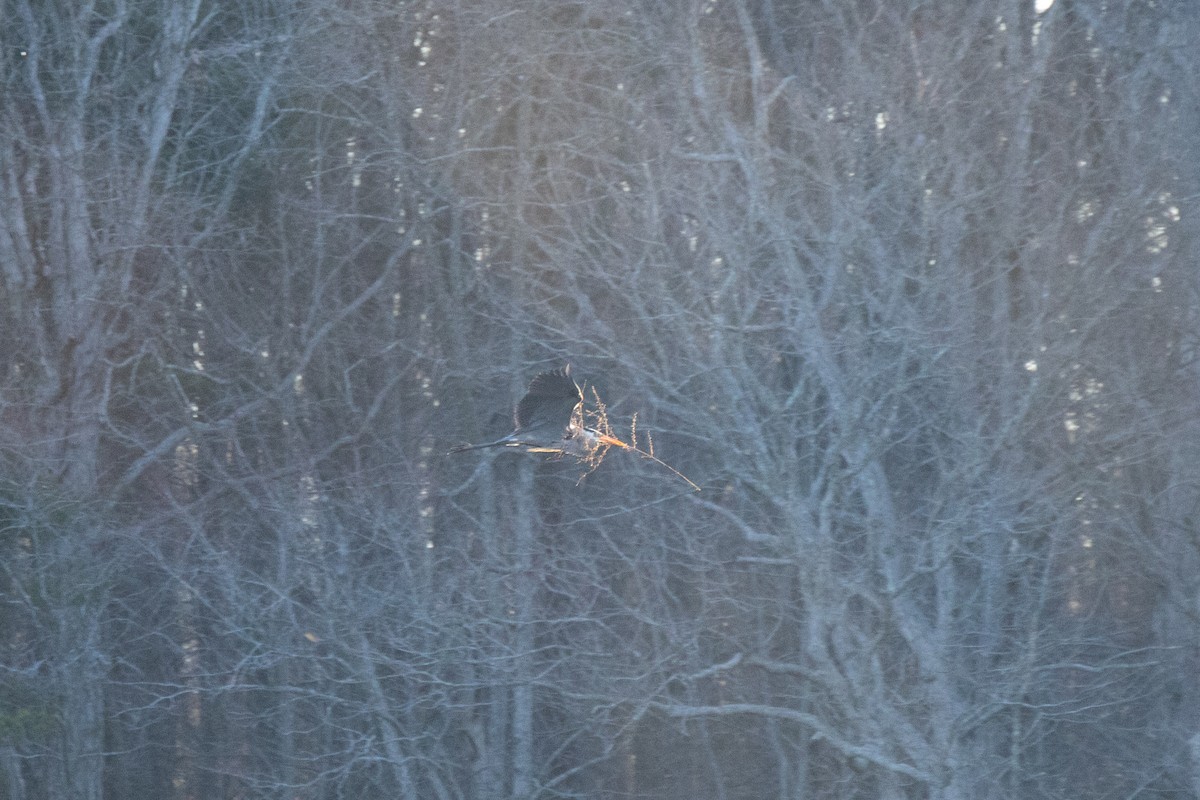 Great Blue Heron - ML616164135