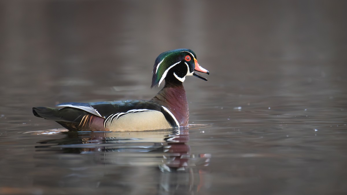 Wood Duck - ML616164149