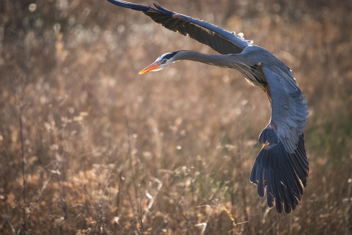 Great Blue Heron - ML616164159