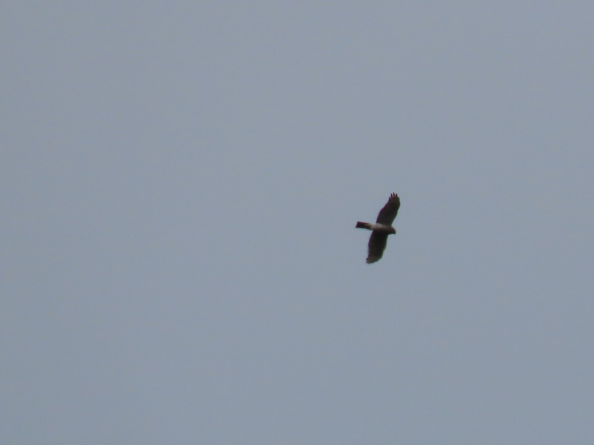 Eurasian Sparrowhawk - ML616164227